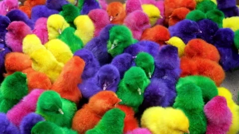 Chicks with colorful painted feathers Stock Footage 276490556