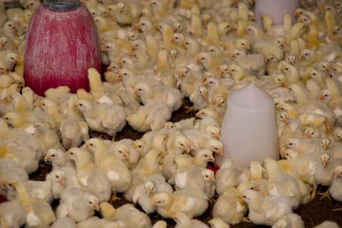 Chicks in the Coop Stock Photos