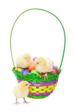 Chicks in easter basket Stock Photos