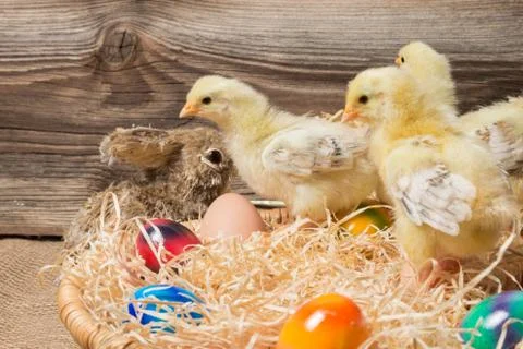 Chicks with easter eggs in a easter nest. Stock Photos
