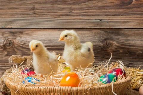 Chicks with easter eggs in a easter nest. Stock Photos
