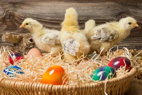 Chicks with easter eggs in a easter nest. Stock Photos