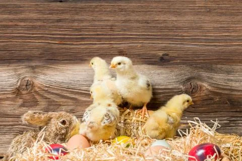 Chicks with easter eggs in a easter nest. Stock Photos
