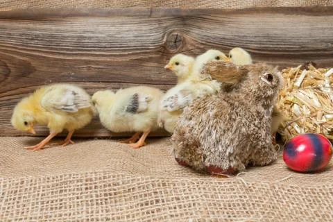 Chicks with easter eggs in a easter nest. Stock Photos