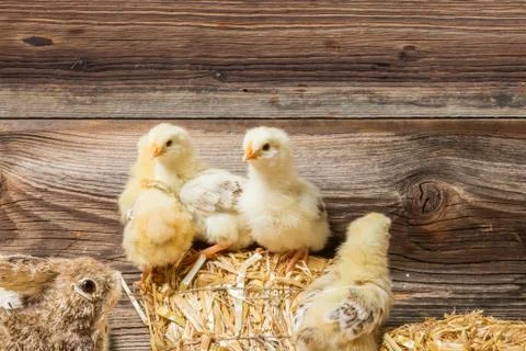 Chicks with easter eggs in a easter nest. Stock Photos