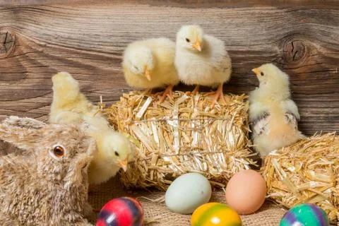 Chicks with easter eggs in a easter nest. Stock Photos