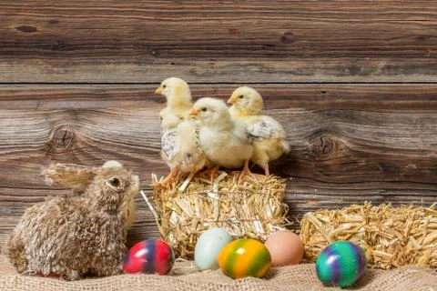 Chicks with easter eggs in a easter nest. Stock Photos