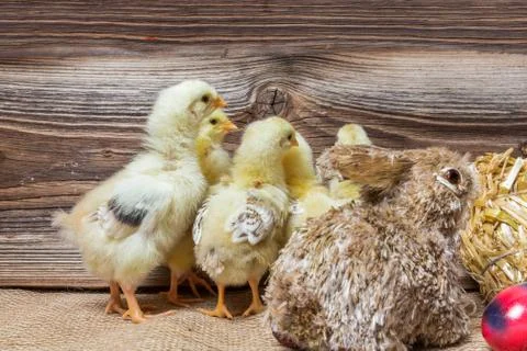 Chicks with easter eggs in a easter nest. Stock Photos