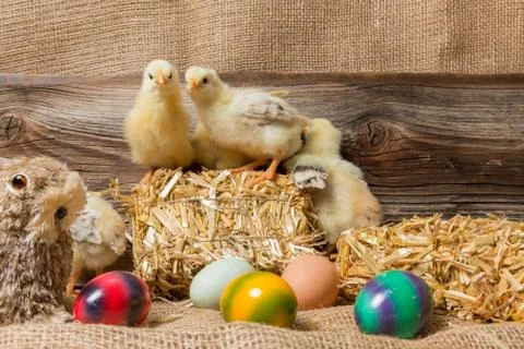 Chicks with easter eggs in a easter nest. Stock Photos