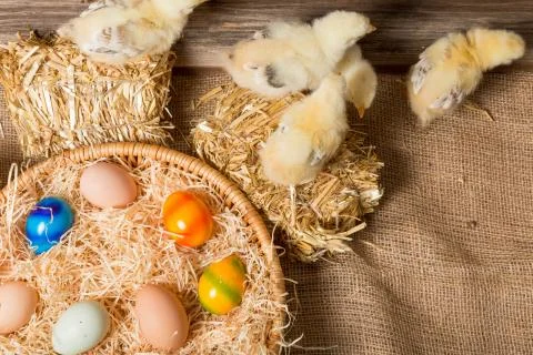 Chicks with easter eggs in a easter nest. Stock Photos