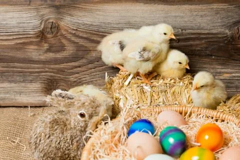 Chicks with easter eggs in a easter nest. Stock Photos