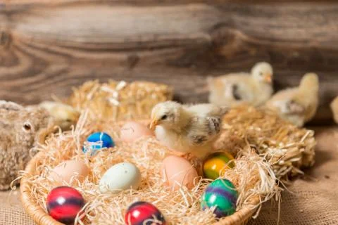 Chicks with easter eggs in a easter nest. Stock Photos
