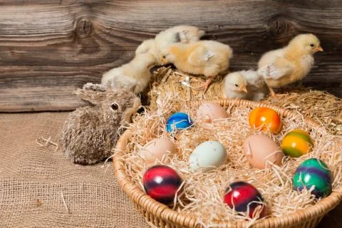 Chicks with easter eggs in a easter nest. Stock Photos