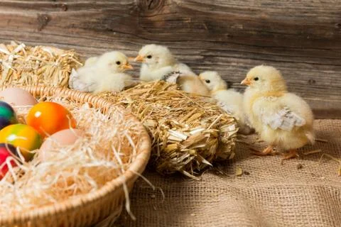Chicks with easter eggs in a easter nest. Stock Photos