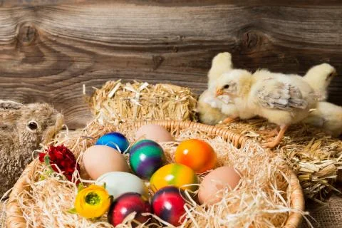 Chicks with easter eggs in a easter nest. Stock Photos