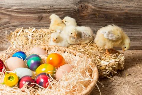 Chicks with easter eggs in a easter nest. Stock Photos