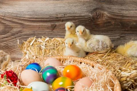 Chicks with easter eggs in a easter nest. Stock Photos