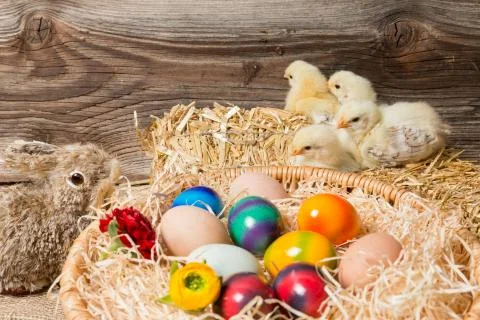 Chicks with easter eggs in a easter nest. Stock Photos