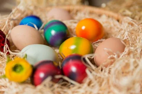 Chicks with easter eggs in a easter nest. Stock Photos