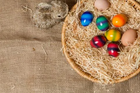 Chicks with easter eggs in a easter nest. Stock Photos