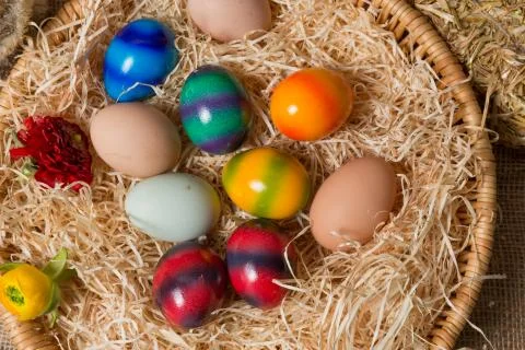 Chicks with easter eggs in a easter nest. Stock Photos