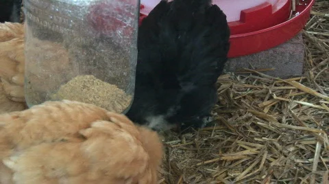 Chicks eat grain Stock Footage 98878
