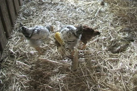 Chicks eating corn 库存影片 306486