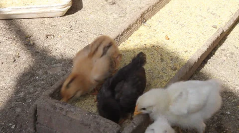 Chicks eating corn powder, Gallus domesticus 動画素材 24728955