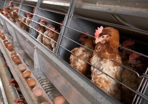 Chicks eating feed Stock Photos