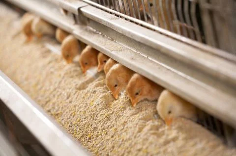 Chicks eating feed Stock Photos