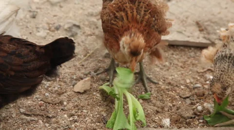 Chicks Eating in a Natural Environment Stock Footage 47870686