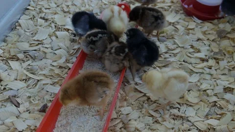 Chicks eating in tank Video stock 197839691