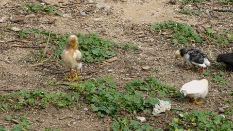 Chicks eating in the wild. Stock Footage 299740528