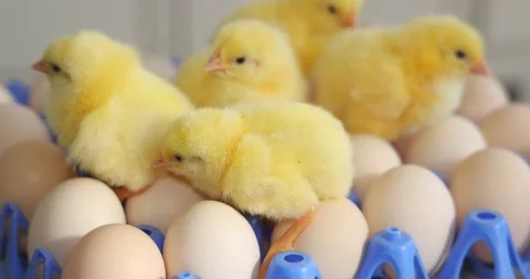Chicks on eggs in hatching farm Stock Footage 239023494