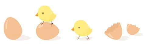 Chicks eggs Stock Illustration