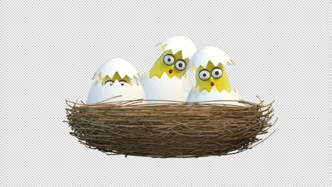 Chicks in eggs nest Video Loop and Alfa Channel 库存影片 163295090