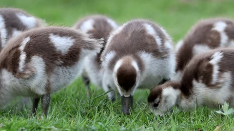Chicks of an egyptian goose feeding on grass HD video footage Stock Footage 129013492
