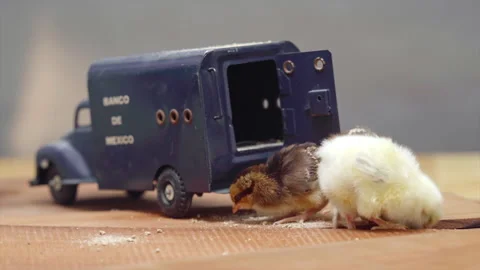 Chicks Enjoying Loot After Robbing Mexican Bank Truck 스톡 동영상 146544843