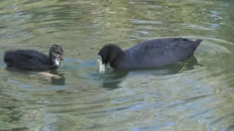 Chicks Of Eurasian Coot 1 Video stock 169757406