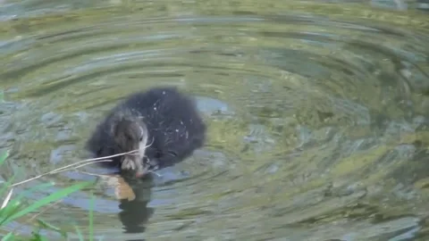 Chicks Of Eurasian Coot 2 Stock Footage 169757373