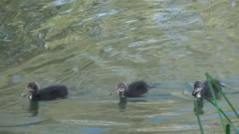 Chicks Of Eurasian Coot Video stock 169757412