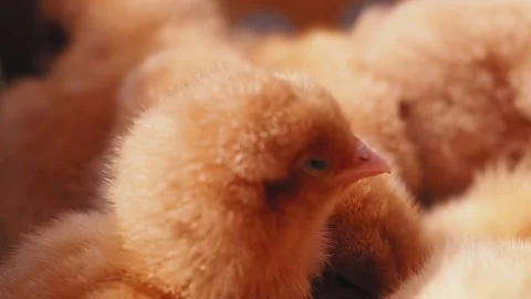 Chicks explore their surroundings in warm sunlight outdoors Stock Footage 308218100