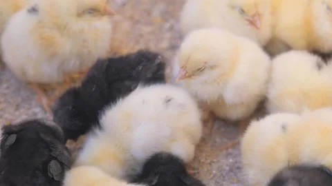 Chicks exploring together in a warm environment Stock Footage 317067812