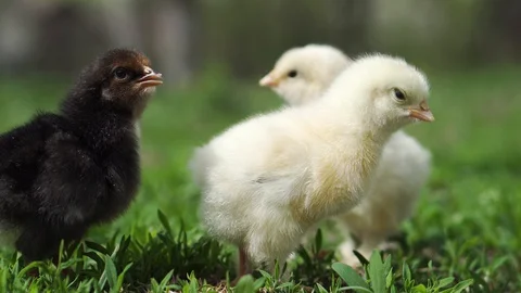 Chicks on the farm close up Stock Footage 129771368