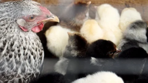 Chicks on the farm close up Stock Footage 129771410