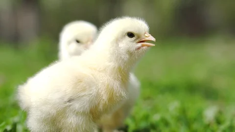 Chicks on the farm close up Stock Footage 129771476