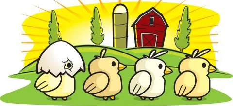 Chicks farm Stock Illustration