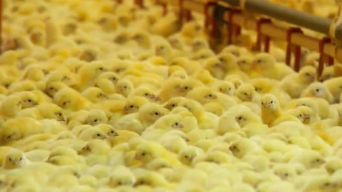 Chicks on the Farm looking around Stock Footage 242432486
