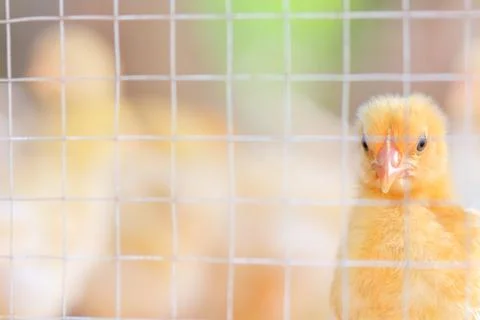 The chicks feed in cages . Stock Photos