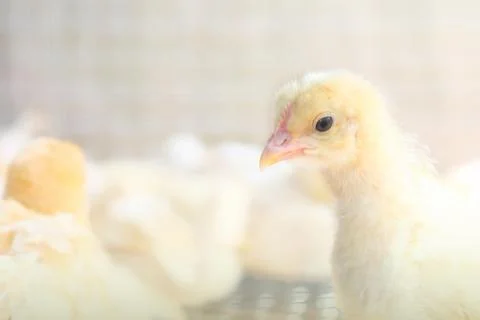 The chicks feed in cages . Stock Photos